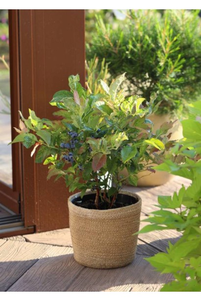 Лохина високоросла Flamingo опис